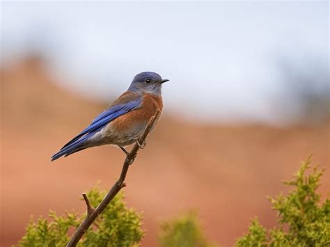 Do Bluebirds Migrate? (Everything Explained) | Birdfact