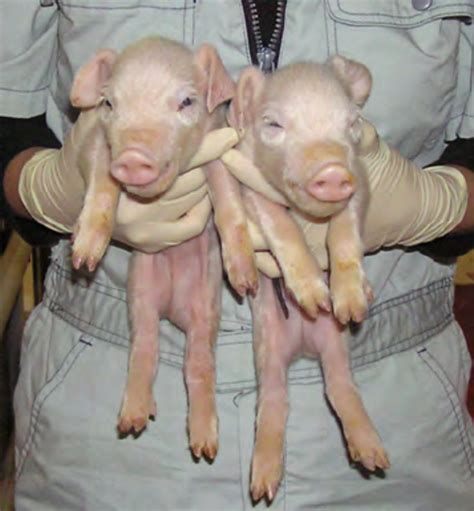 Cloned offspring produced by SCNT of the homozygous GalT-KO pig cells ...