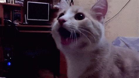 happy cat cats gif | WiffleGif