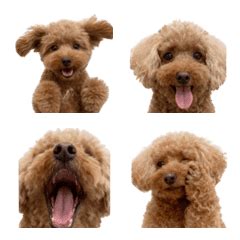 shipons pet dog pete  emoji  store