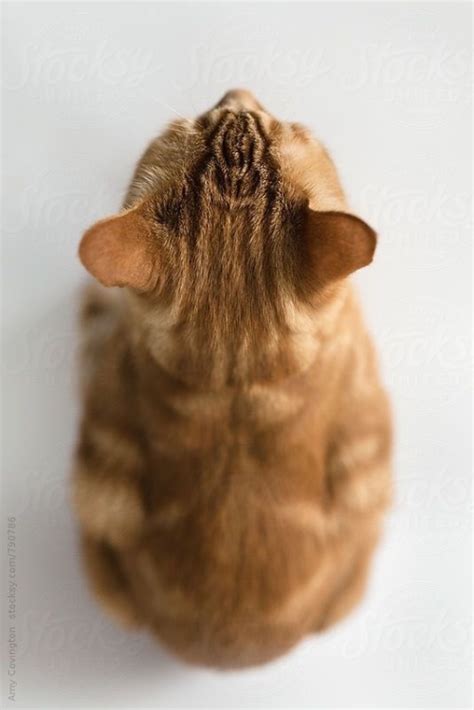 Mel Cat: Photo