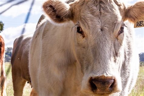 Free Photo | Closeup shot of a white cow in a farmland