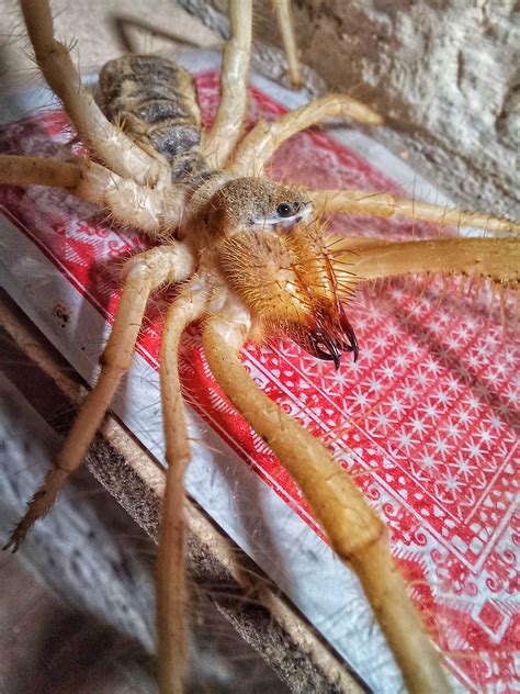 biggest camel spider   world  recorded  gemma amos blog