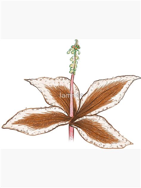 illustration  malaxis calophylla plant poster  sale  iamnee