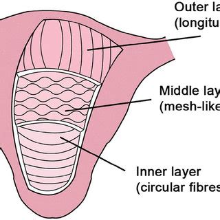 uterine peristalsis  fertility current knowledge  future