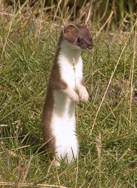 stoat - Wiktionary, the free dictionary