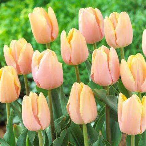 Showy Mango Charm Tulips for Your Garden