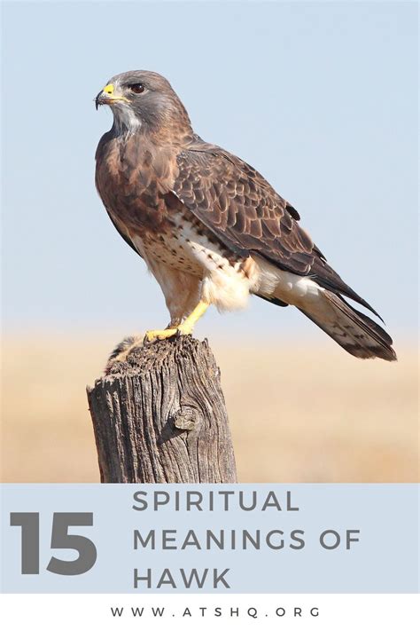 Hawk Symbolism: 15 Spiritual Meanings Of Hawk in 2023 | Hawk symbolism ...