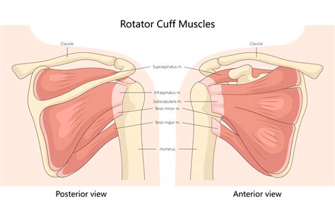 rotator cuff muscles anatomy diagram  healthcare illustration  alexart
