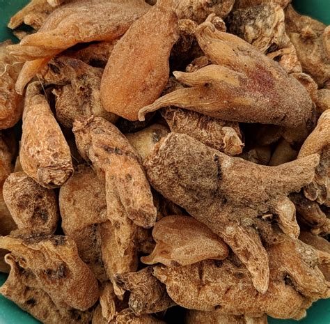 Salep / Sahlep Root / Bulb (Orchis Mascula) – Botano