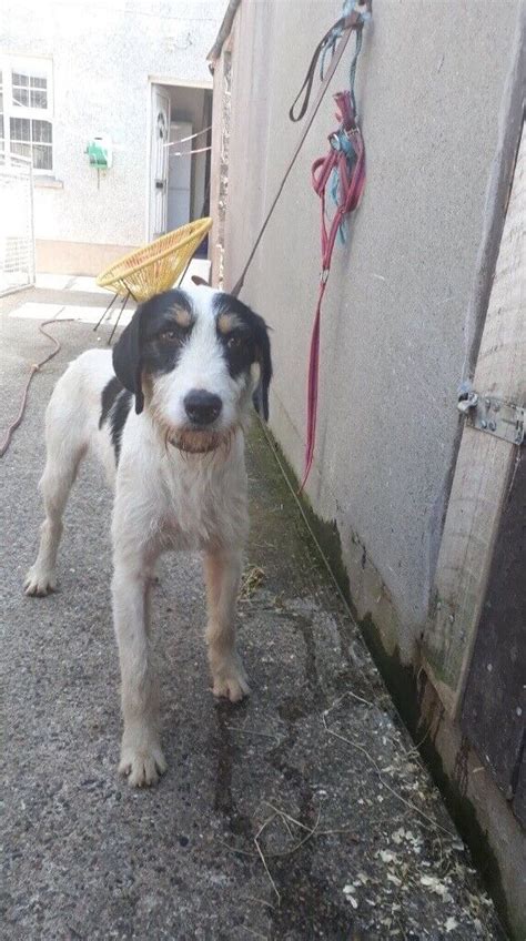 Welsh hound | in Coalisland, County Tyrone | Gumtree