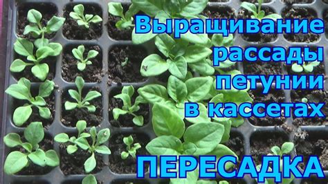 Пересадка петунии после всходов (перевалка из кассет). Выращивать ...