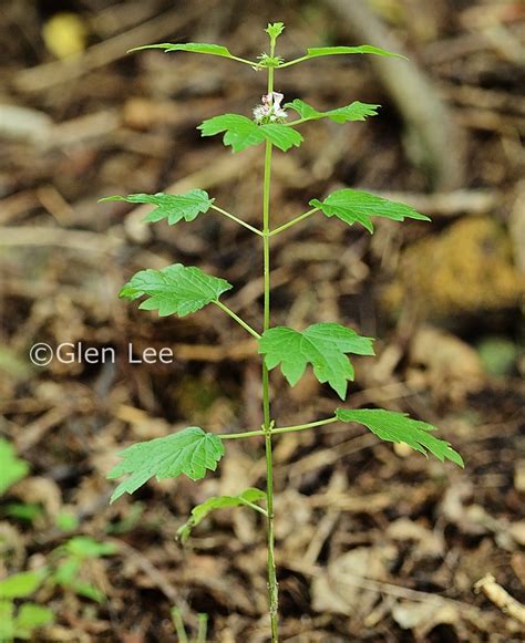Leonurus cardiaca photos Saskatchewan Wildflowers