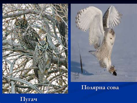 Види птахів. Фото - презентация онлайн