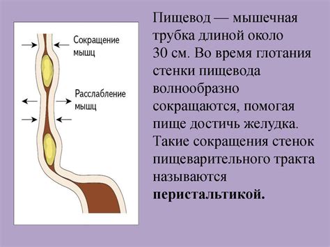 Питание и пищеварение. Пищеварительная система. Роль ферментов в ...
