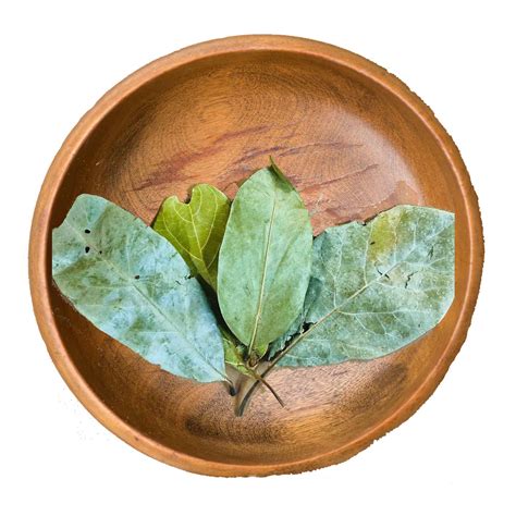 Hoja De Guayaba