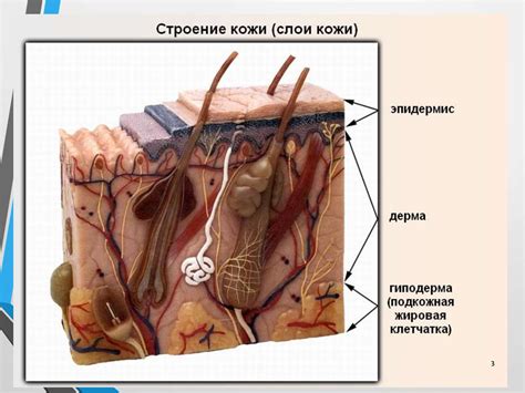 Анатомия кожи. Физиология и основные функции кожи и слизистой оболочки ...