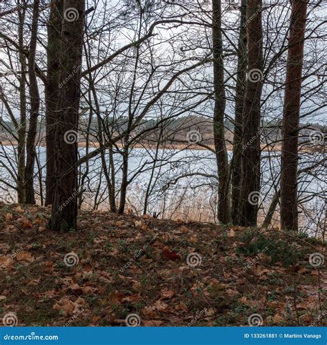 Naked Tree Branches in Late Autumn with No Leaves Stock Image - Image