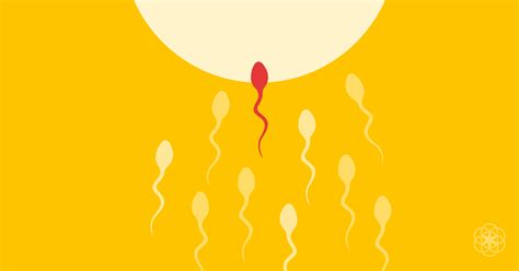 Oque E Concepção - O que é a concepção? Como funcionam a fecundação, a implantação e a ...