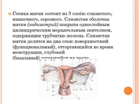 АНАТОМИЯ ЖЕНСКИХ ПОЛОВЫХ ОРГАНОВ Женские половые