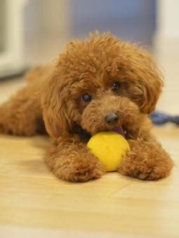 トイ・プードルの写真素材｜写真素材なら「写真AC」無料（フリー）ダウンロードOK