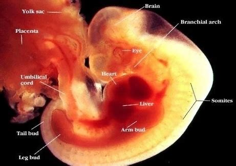 Week Embryo And Info Image - Graph Diagram
