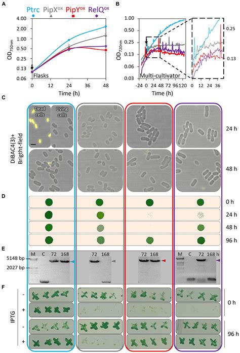 Frontiers | Pleiotropic effects of PipX, PipY, or RelQ overexpression