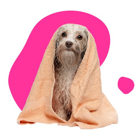 Dog Grooming Prices Hull at Brayden Cooke blog