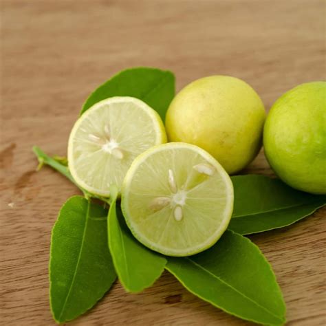 Key Lime Tree | Plants Express