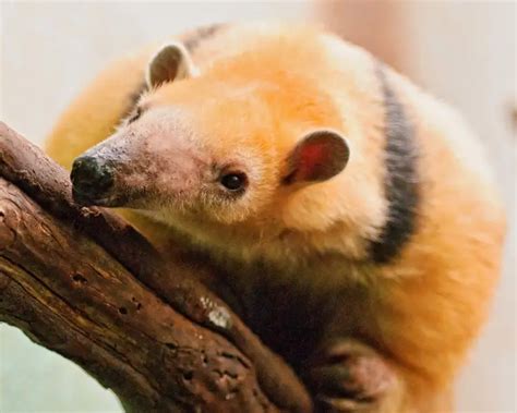 Southern Tamandua - Facts, Diet, Habitat & Pictures on Animalia.bio