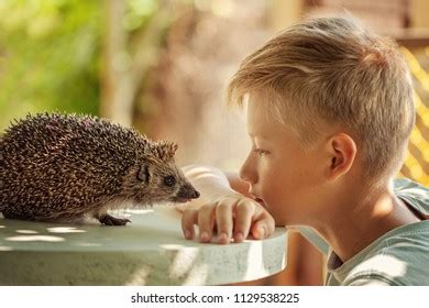 hedgehog boy   images shutterstock