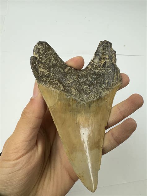 Large Megalodon (Otodus Megalodon) tooth fossil | Fossils, Minerals