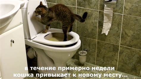 Как научить кошку ходить туалетиться на унитаз. Пошаговая инструкция ...