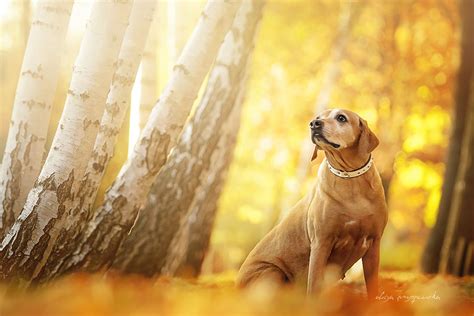 Warm And Inspiring Dog Portraits By Alicja Zmyslowska | DeMilked
