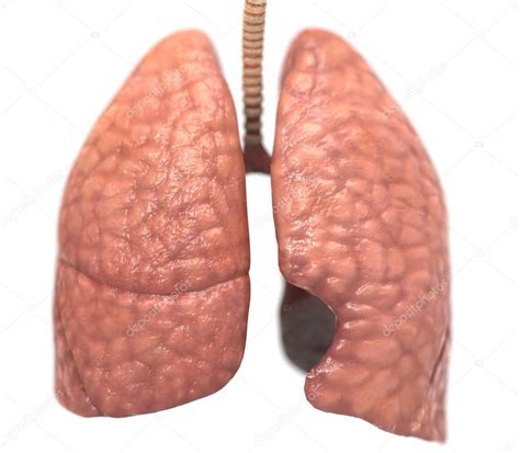Healthy Human Lung