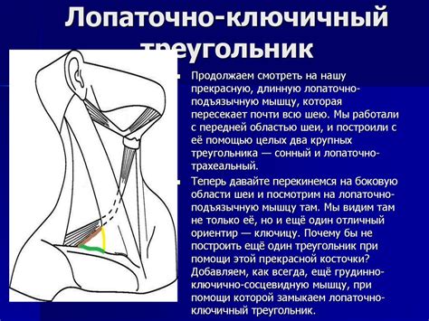 Топографическая анатомия шеи - презентация онлайн