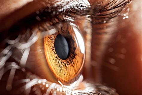 The Gift of Sight: How Eyes See the World