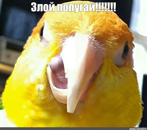 Meme: "Злой попугай!!!!!!!" - All Templates - Meme-arsenal.com