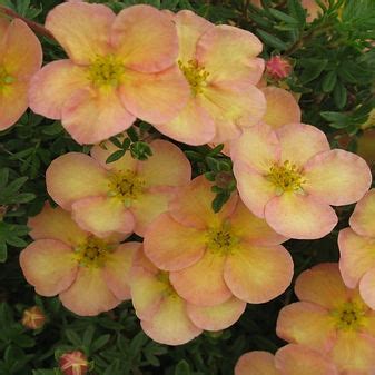 POTENTILLA FRUTICOSA DAYDAWN