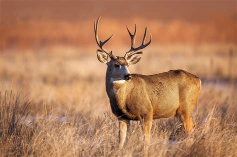 mule deer photography large format prints  wall art fine art