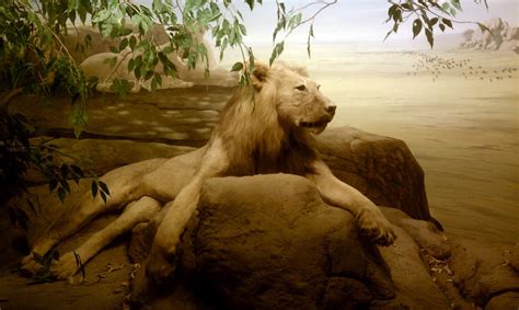 surprise stock lion  senshistock  deviantart