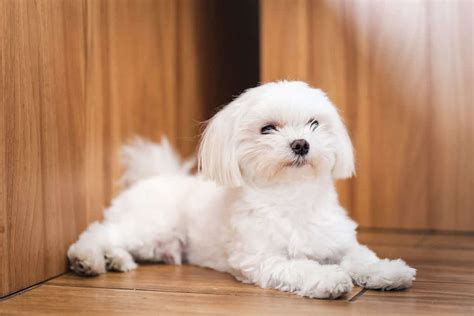 maltese costs  purchase cost vet bills