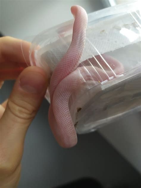 Received a snake injured by the crack in the box : r/cornsnakes