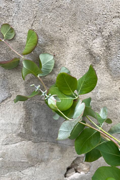 Lonicera r. 'Kintzley's Ghost' #2