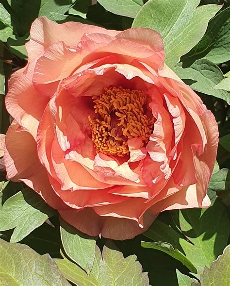 Prairie Peony Society - Planting Depth for Woody/Tree Peonies by Gene