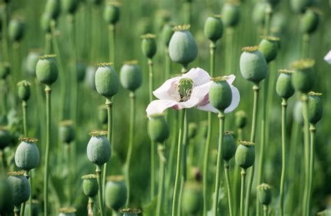 Opium - Papaver somniferum - Abin - අබිං - Ahipēna அபின் - Papaver ...