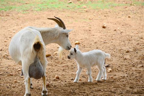 Qual O Coletivo De Cabras - 7