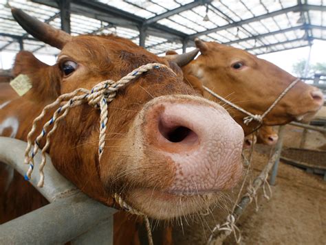 4th Death From Mad Cow Disease Confirmed in U.S. | Nat Geo Food