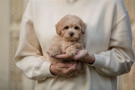 Maltipoo Pros and Cons: Are Maltipoos the Right Dog for You? - Ollie Blog