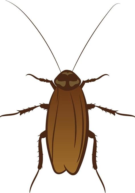 Cockroach Top View Illustration